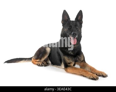 Junger deutscher Schäferhund vor weißem Hintergrund Stockfoto