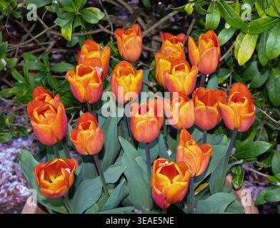 Tulip Annie Schilder Stockfoto