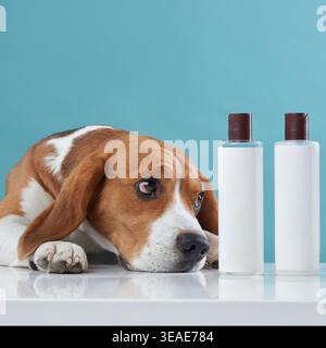Ein Beagle legt seinen Kopf auf einen weißen Tisch neben Flaschen und sieht neugierig aus. Der sanfte blaue Hintergrund ergänzt die saubere und moderne Umgebung. Stockfoto