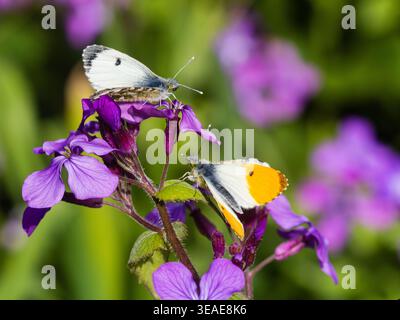 Frühlingsfliegende britische Orangenspitzenfalter, Anthocharis cardamines, weiblich oben, auf Hesperis matronalis, süße Rakete Stockfoto