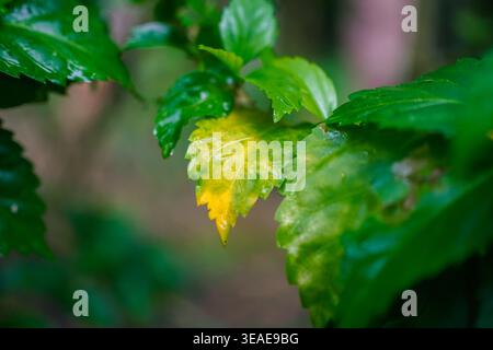 Eine Nahaufnahme eines einzelnen vergilbenden Hibiskusblütenblattes unter üppigen grünen Blättern im Wald Nahaufnahme mit Dewy Texture Stockfoto