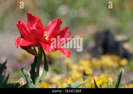 Leuchtend rote Tulpenblüten elegant neben fröhlichen gelben Blüten im Frühling. Stockfoto
