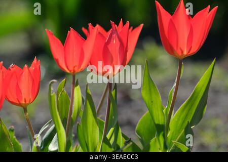 Rote Tulpen schweben sanft in der Brise und leuchten in der warmen Sonne des Frühlings. Stockfoto