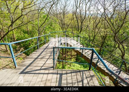 Blick aus einem hohen Winkel auf eine rustikale Holzpromenade und Treppe mit blauen Geländern, die sich durch einen lebhaften grünen Frühlingswald schlängeln. Stockfoto