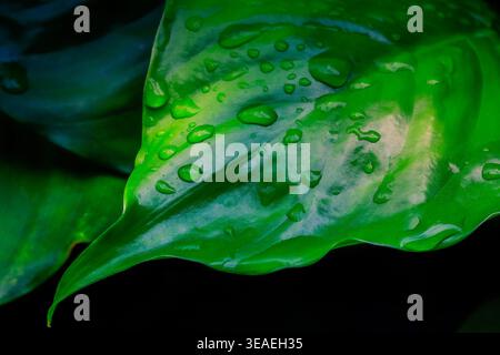 Großes Blatt mit Wassertropfen auf der Oberfläche Stockfoto