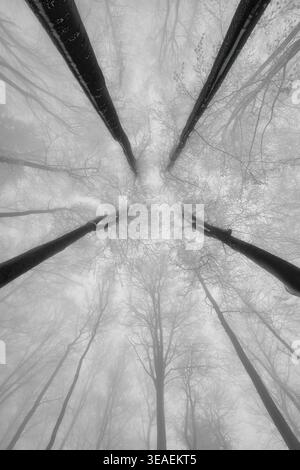 Sie sehen auf hohe Bäume, die in Nebel verschwinden, und ihre Stämme, die wie natürliche Säulen in der Mitte zusammenwachsen. Eine monochromatische Sinfonie aus Linien und Form Stockfoto