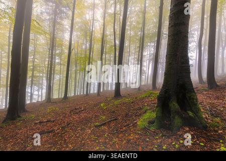 Ein nebeliger Buchenwald auf einem Hügel, bedeckt mit gefallenen Blättern und Wurzeln. Sanftes Licht filtert durch den Nebel und offenbart ein Gefühl von Ruhe und Natu Stockfoto