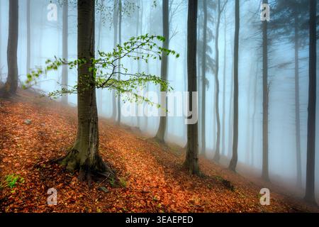 Feder Buchenwald mit Nebel im Hintergrund Stockfoto