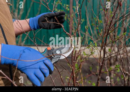 Nahaufnahme der Hände einer Gärtnerin in blauen Schutzhandschuhen, die an einem sonnigen Frühlingstag einen toten Zweig aus einem Rosenstrauch mit einer Beschneider schneidet Stockfoto