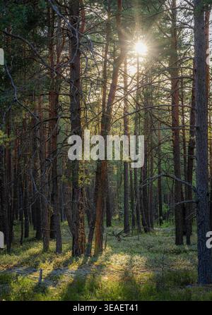 Sonnenstrahlen durch Kiefernstämme in einem Wald Stockfoto