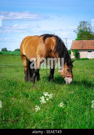 Zugpferdeweide auf einer Weide in Polen Stockfoto