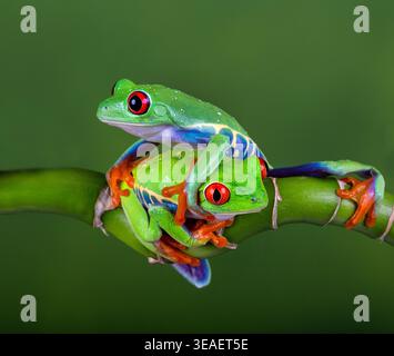 Zwei leuchtende, rotäugige Baumfrösche umarmen sich auf einem Bambusstamm, ihre lebhaften Grüntöne und feurigen Augen leuchten in einem zarten Regenwald-Moment, oder vielleicht Springfrosch. Stockfoto