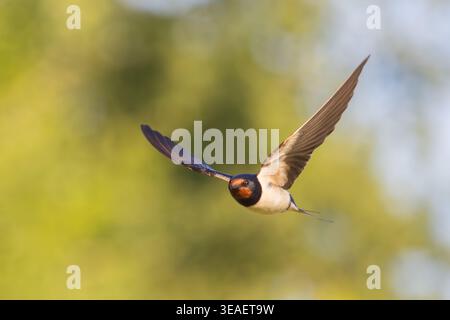 Atemberaubende Scheunenschwalbe im Luftflug gegen das lebhafte Green Bokeh Stockfoto