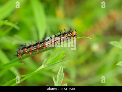 Buckeye Schmetterling raupe auf einem Blatt Stockfoto