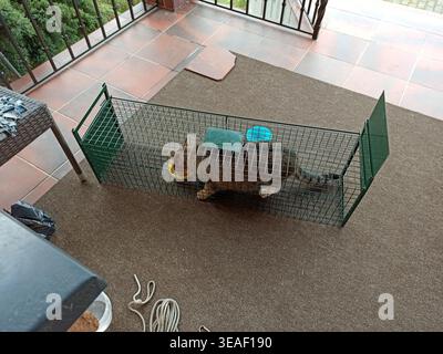 Straßenkatze in einer Falle gefangen, um streunende Tiere zu fangen, humane Methoden, obdachlose Katzen einzufangen Stockfoto