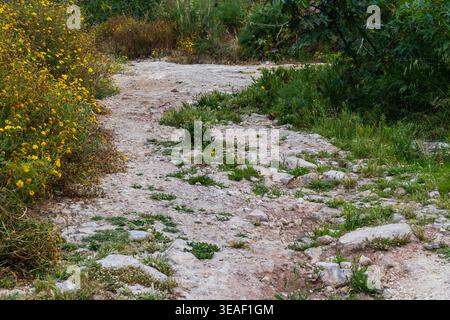 Dirt Path durch gelbe Wildblumen und felsigen Boden auf einem ruhigen Landweg Stockfoto