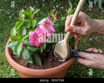 Kaffeesatz wird in einen Topf mit einer mandevilla-Pflanze als Dünger gegossen Stockfoto