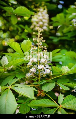 Nahaufnahme von weißen Rosskastanienblüten im selektiven Fokus während der Frühlingsblüte. Grünes Laub Rahmen Blumen vor weichem Bokeh Hintergrund erstellt b Stockfoto
