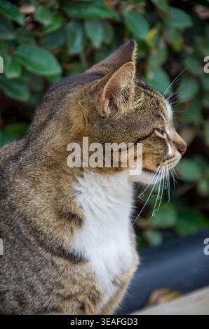 Seitenprofil der Tabby-Katze im Freien Stockfoto