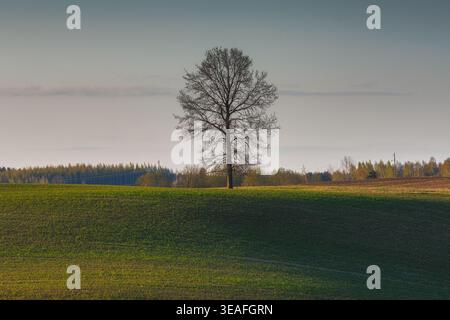 Landschaft von grünem welligen Feld mit einem Baum im Abendlicht. Stockfoto
