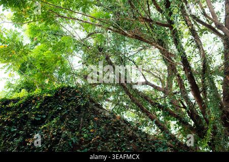 Großer Baumzweig mit grünem Blätterdach und kletternder Efeu-bedeckter Wand mit Sonnenlicht, das durch den tropischen Wald hindurchscheint Stockfoto