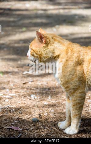 Ginger Cat steht draußen im Sonnenlicht Stockfoto