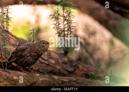 Ein junger gemeiner Schwarzvogel, der seine Umgebung aufmerksam beobachtet Stockfoto
