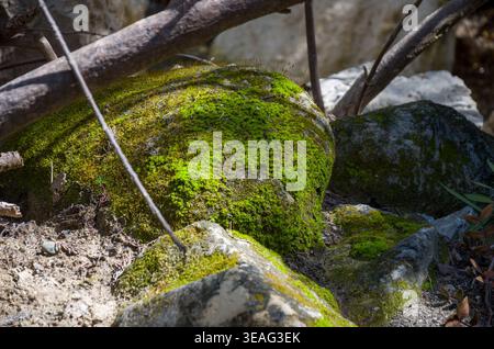 Moosbedeckter Felsen in sonnendurchfluteter Waldszene Stockfoto
