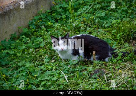 Schwarz-weiße Katze auf grünem Gras Stockfoto