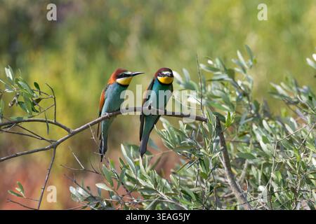 Europäische Bienenfresser (Merops apiaster) auf Olivenzweig in einem natürlichen Lebensraum in Italien Stockfoto