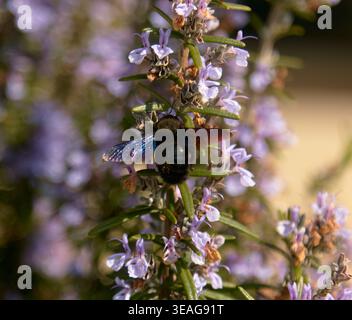 Die violette Zimmerbiene sammelt Nektar aus Rosmarin und zeigt leuchtende violette Blüten und grünes Laub in einer sonnigen Umgebung Stockfoto