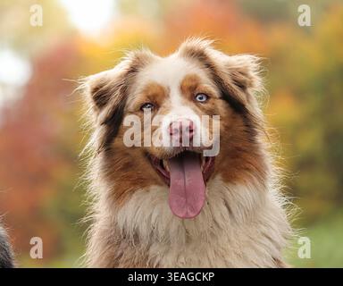 Ein glücklicher australischer Schäferhund mit einem blauen und einem braunen Auge, die mit der Zunge nach außen keuchen, vor einem weichen, verschwommenen Hintergrund von Herbstbäumen. Stockfoto