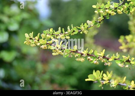 Japanische Berberitze. Berberidaceae milchig. Ein in Japan heimischer Baum, der im Frühjahr blüht, im Herbst rote Beeren produziert und einen schönen Herbst zeigt Stockfoto