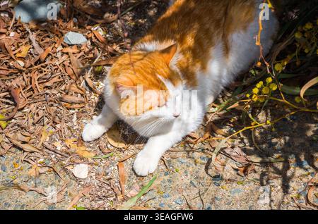 Orange und Weiße Katze, die draußen ruhen Stockfoto