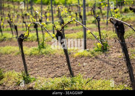 Junge Rebpflanzen befinden sich in einem Weinberg mit neuem Wachstum auf Reben. Stockfoto