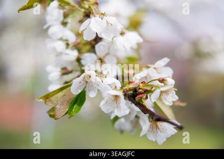 Weiße Kirschblüten auf einem Zweig mit grünen Blättern Stockfoto