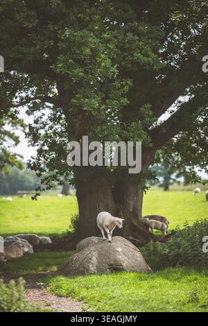 Ein Schaf steht stolz auf einem Felsen, während andere Schafe friedlich in der Nähe unter einem großen, belaubten Baum weiden Stockfoto