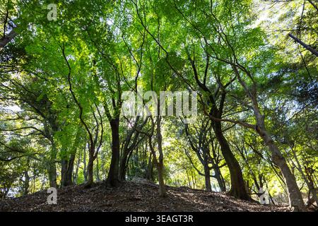 Sonnenlicht, das durch dichte grüne Baumkronen auf geneigtem Gelände mit hohen Bäumen strahlt, die natürliche Lichtstrahlen und eine ruhige Waldatmosphäre erzeugen, Kyoto, Japan Stockfoto