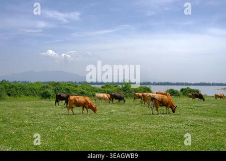Rinderherde, die friedlich auf einer üppigen grünen Wiese am Wasser weidet Stockfoto