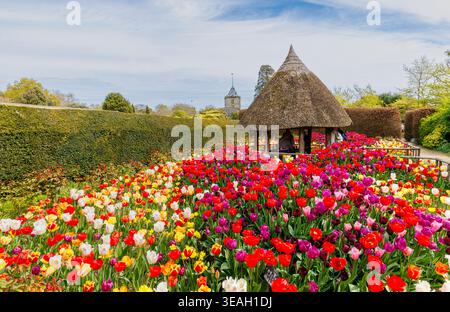 Bunte Tulpen werden auf dem jährlichen Tulpenfestival im Frühling auf dem Gelände von Arundel Castle in West Sussex gezeigt Stockfoto