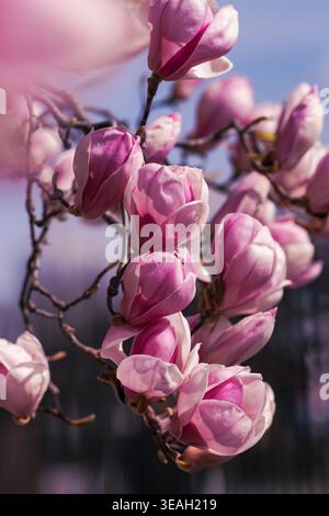 Rosafarbenes Blumendesign. Stilvolle Blumenszene Mit Pastellfarbenen Magnolienblüten Vor Dem Hintergrund Des Urban Parks Mit Bezaubernder Architektur Stockfoto