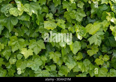 Dichter Vollformathintergrund von üppig grünen englischen Efeublättern und Weinstöcken Textur Stockfoto