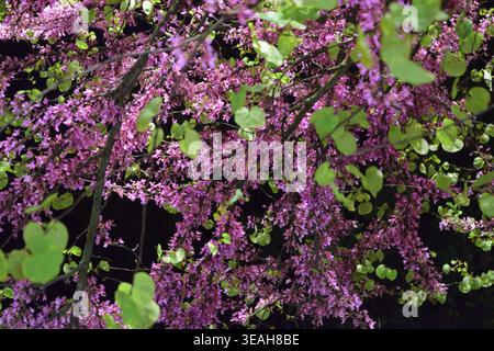 Ein üppiger nächtlicher Blick auf einen Judas-Baum (Cercis siliquastrum) in voller Blüte. Die leuchtenden violetten und rosafarbenen Blumenteile sind hell beleuchtet Stockfoto