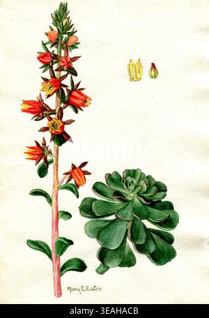 Historisches Bild der Echeveria multikaulis Rose aus der Familie der Crassulaceae, illustriert mit detaillierten botanischen Merkmalen einschließlich blühender Stämme und Rosettenblätter, erstellt von Mary Emily Eaton in einer wissenschaftlichen Pflanzenstudie vom 12. Dezember 1924. Stockfoto