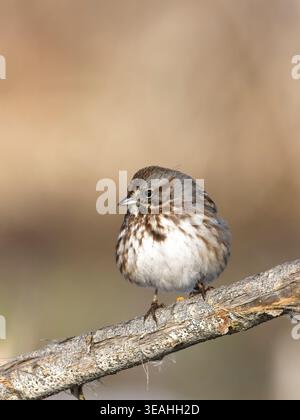 Ein kleiner, niedlicher Spatzen sitzt auf einem Zweig in einem Park in der Nähe von Greenacres, Washington. Stockfoto