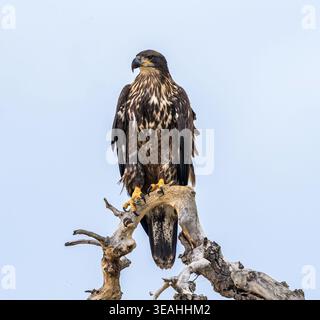 Nahaufnahme eines jungen nordamerikanischen Weißkopfseeadlers, der auf einem kurvigen Zweig mit klarem Himmel thront. Stockfoto