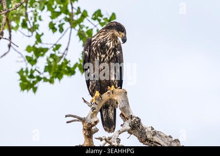 Ein junger Weißkopfseeadler schaut hinunter und sucht von seinem hohen Barsch auf einem Cottonwood-Baum nach Beute. Nahansicht. Stockfoto