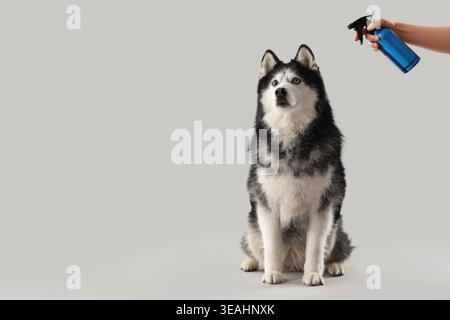 Die Hand des süßen Hundes und des Trauzeugen mit Spray auf hellem Hintergrund Stockfoto