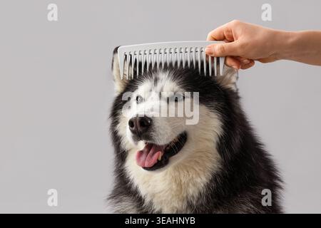 Die Hand des Trauzeugen kämmt den süßen Hund auf hellem Hintergrund Stockfoto