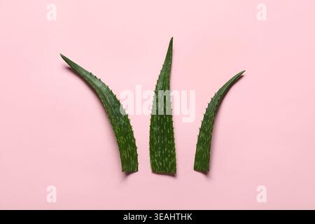 Frische Aloe Vera Blätter auf rosa Hintergrund Stockfoto